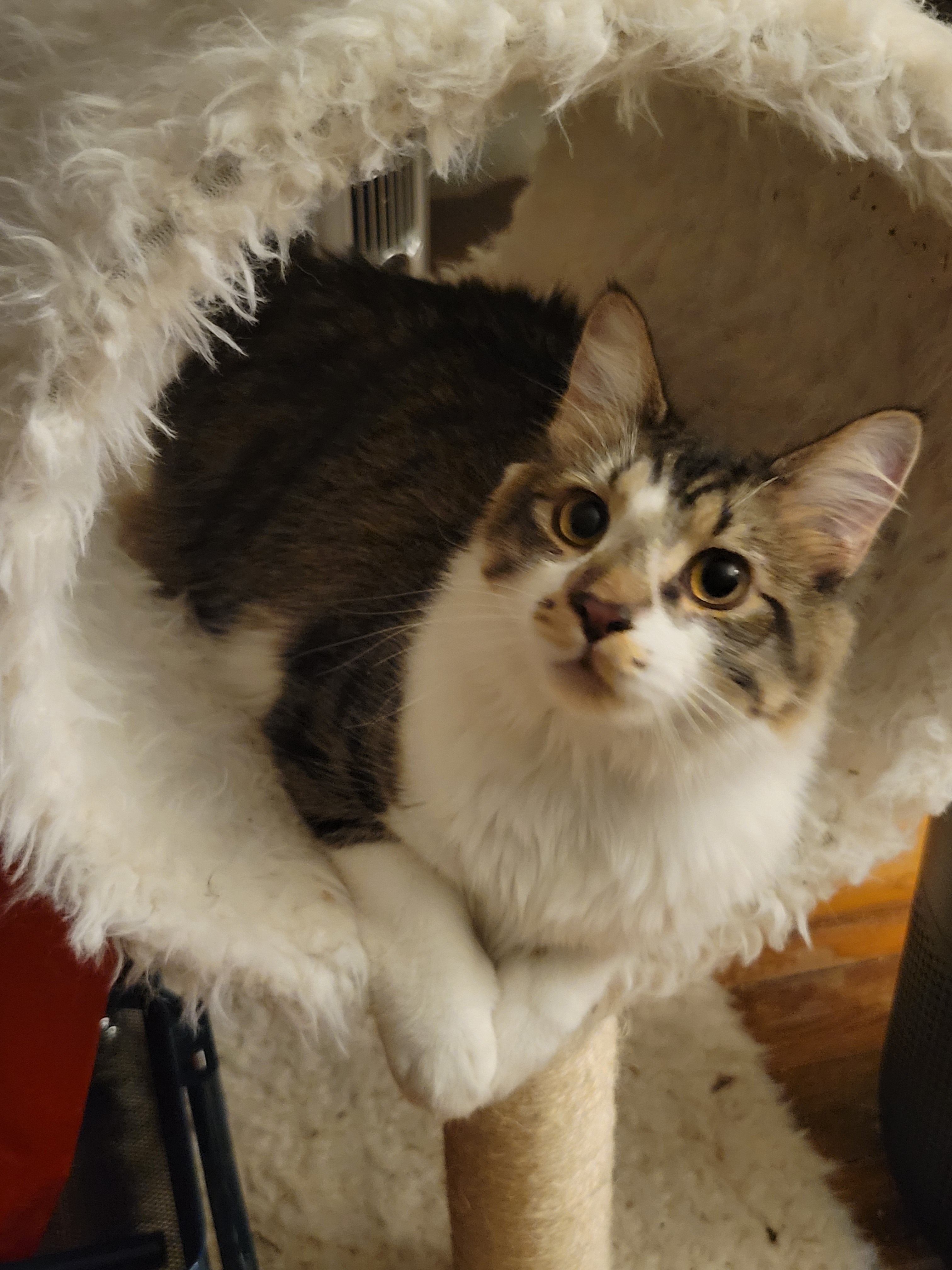 Sebastian looking up in a cat tree. 
