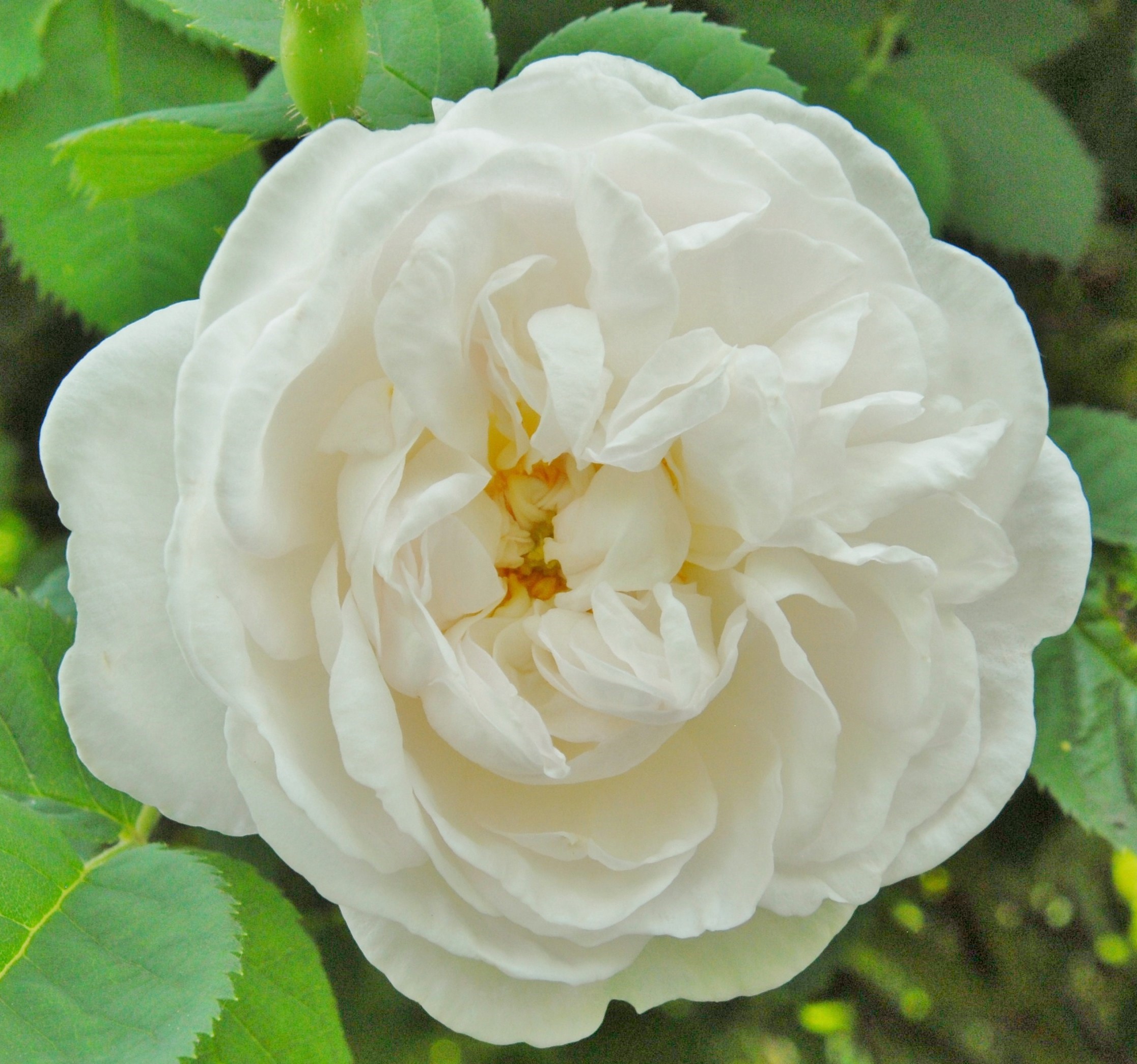 Alba Maxima (pot)