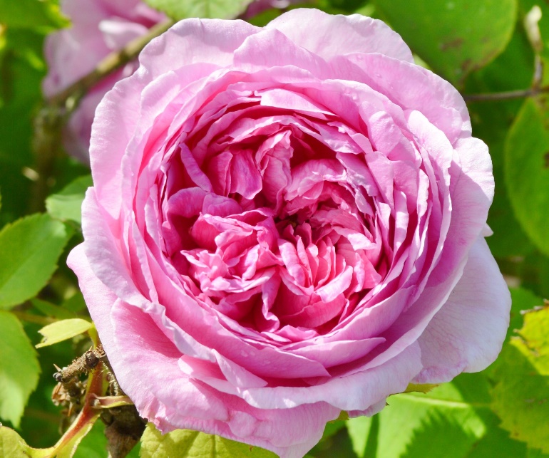 Comte de Chambord (pot)