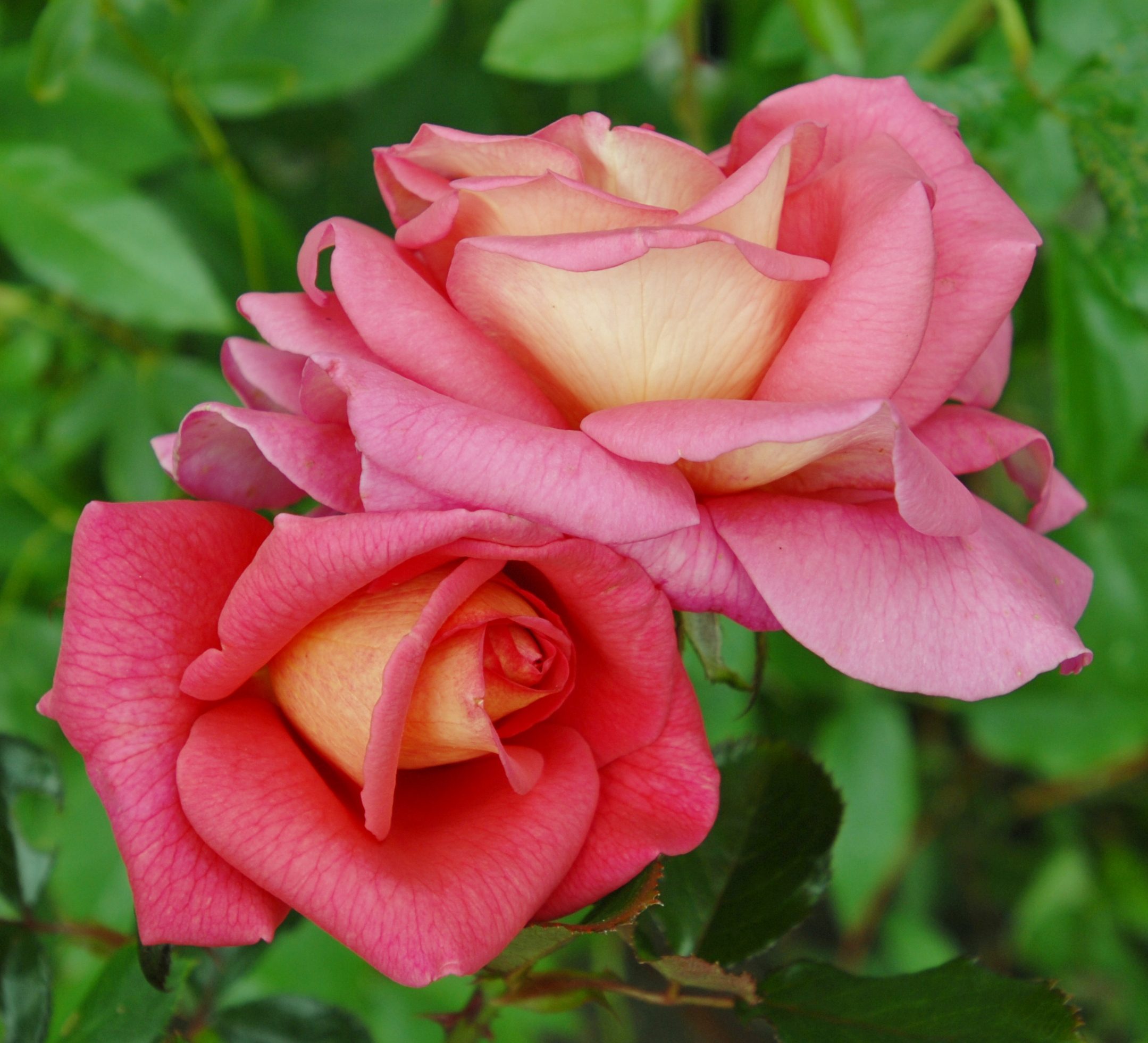 Fragrant Alizee (pot)