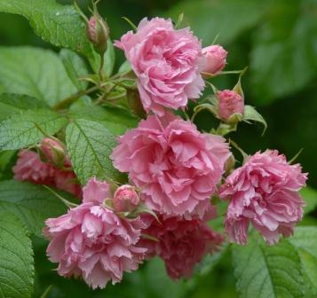 Pink Grootendorst (pot)