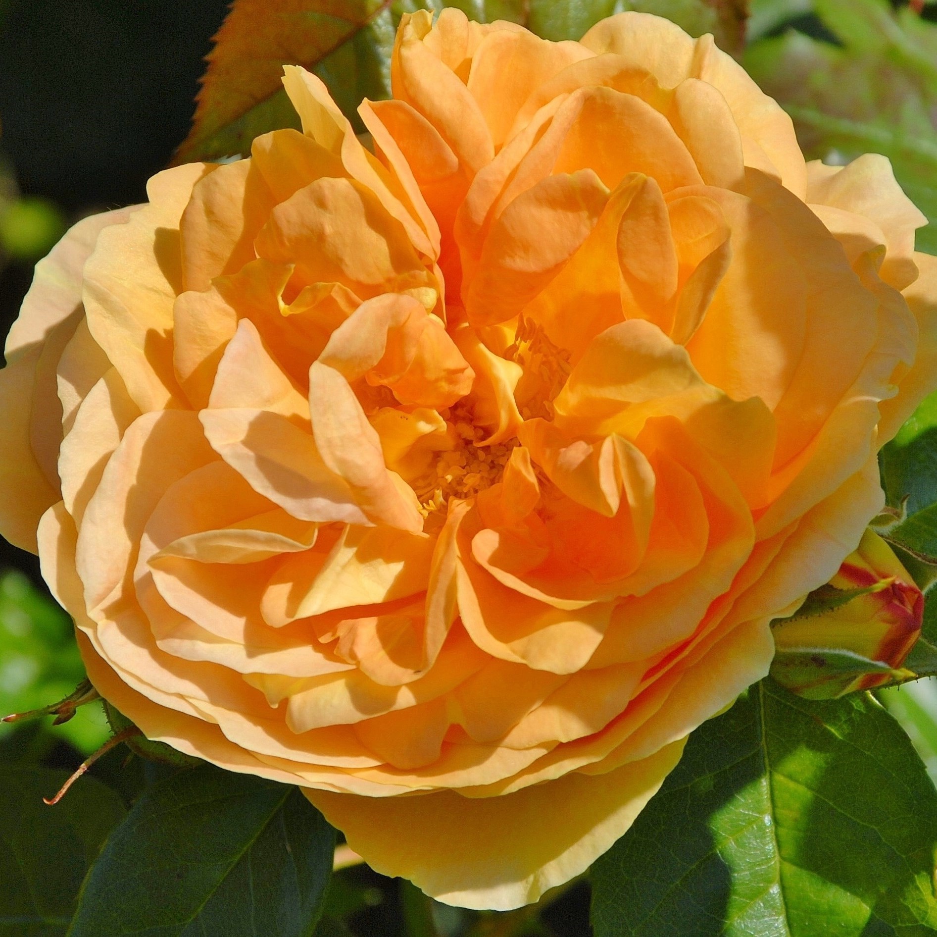 Bernstein Rose (pot)