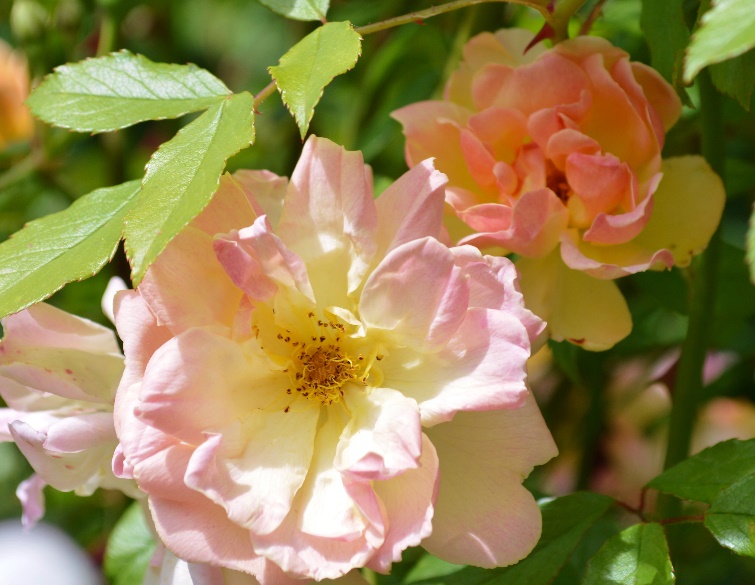 Phyllis Bide