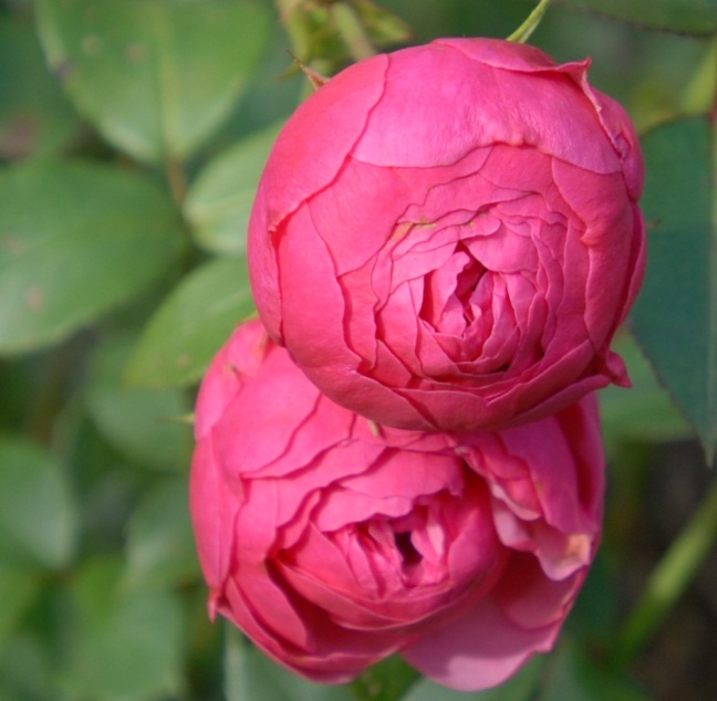 Pomponella
