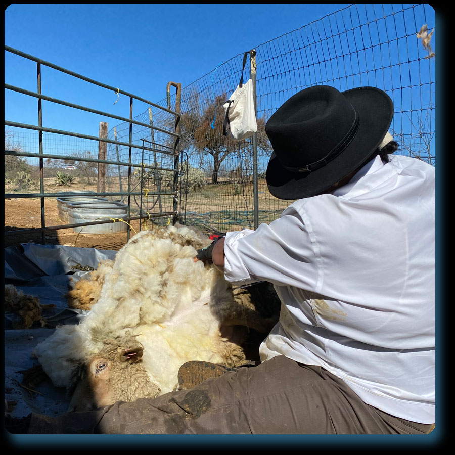 Zefren shearing sheep takes up a part of the year