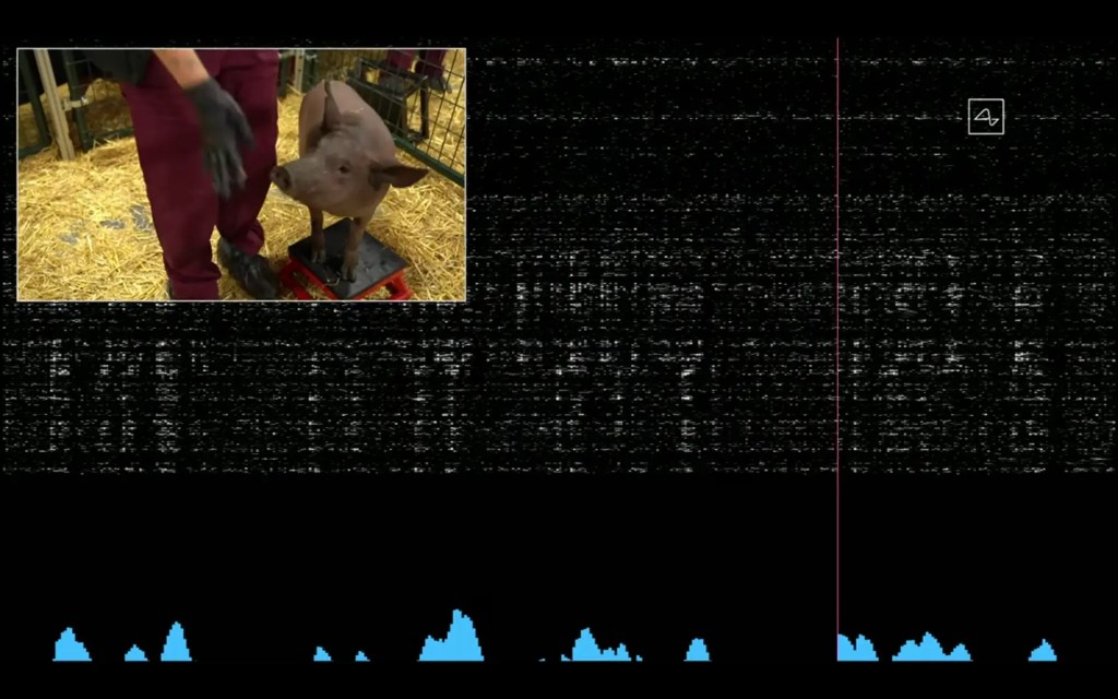 neuralink-pig-demo