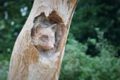 Spielend die Natur entdecken