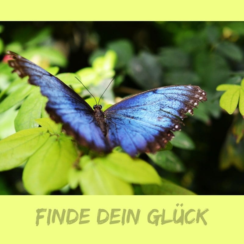 Das Gluck Ist Ein Schmetterling