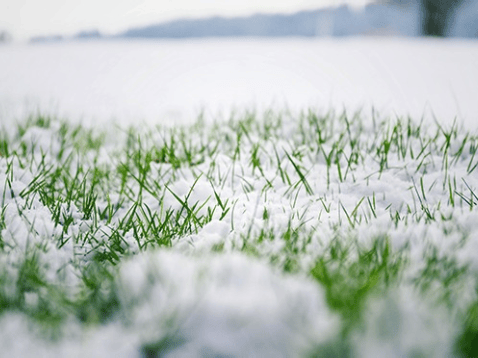 Winter Weed Treatment