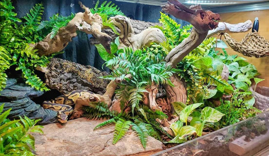 Habitats Tanks For Ball Python Zen Habitats Zen Habitats Uk