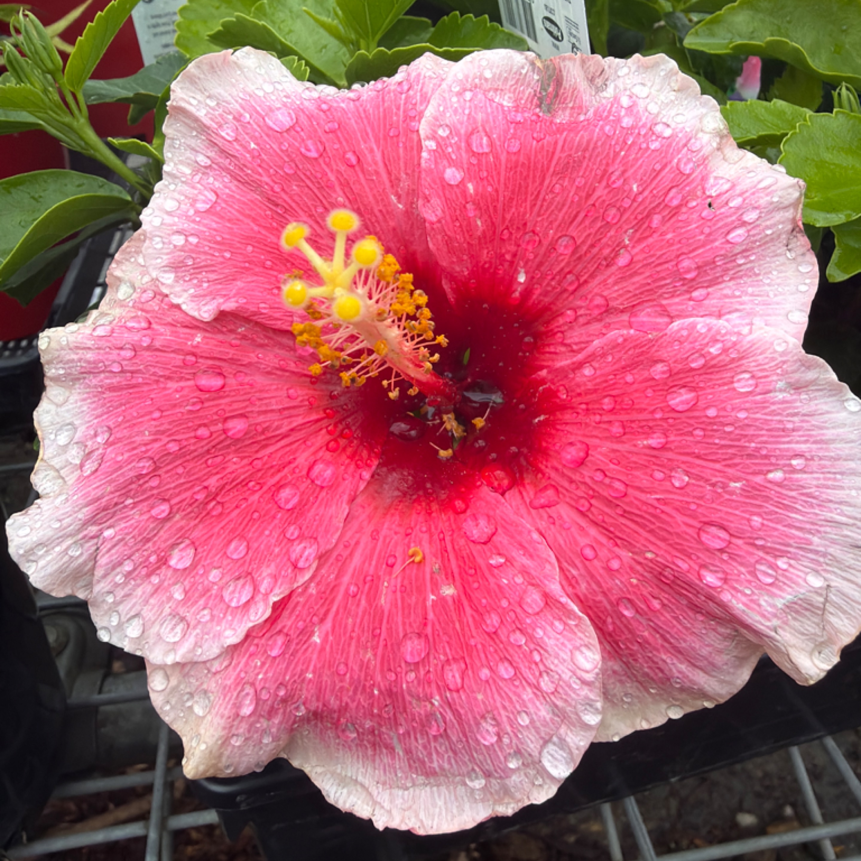 Hibiscus Fantasy Shabby Chic