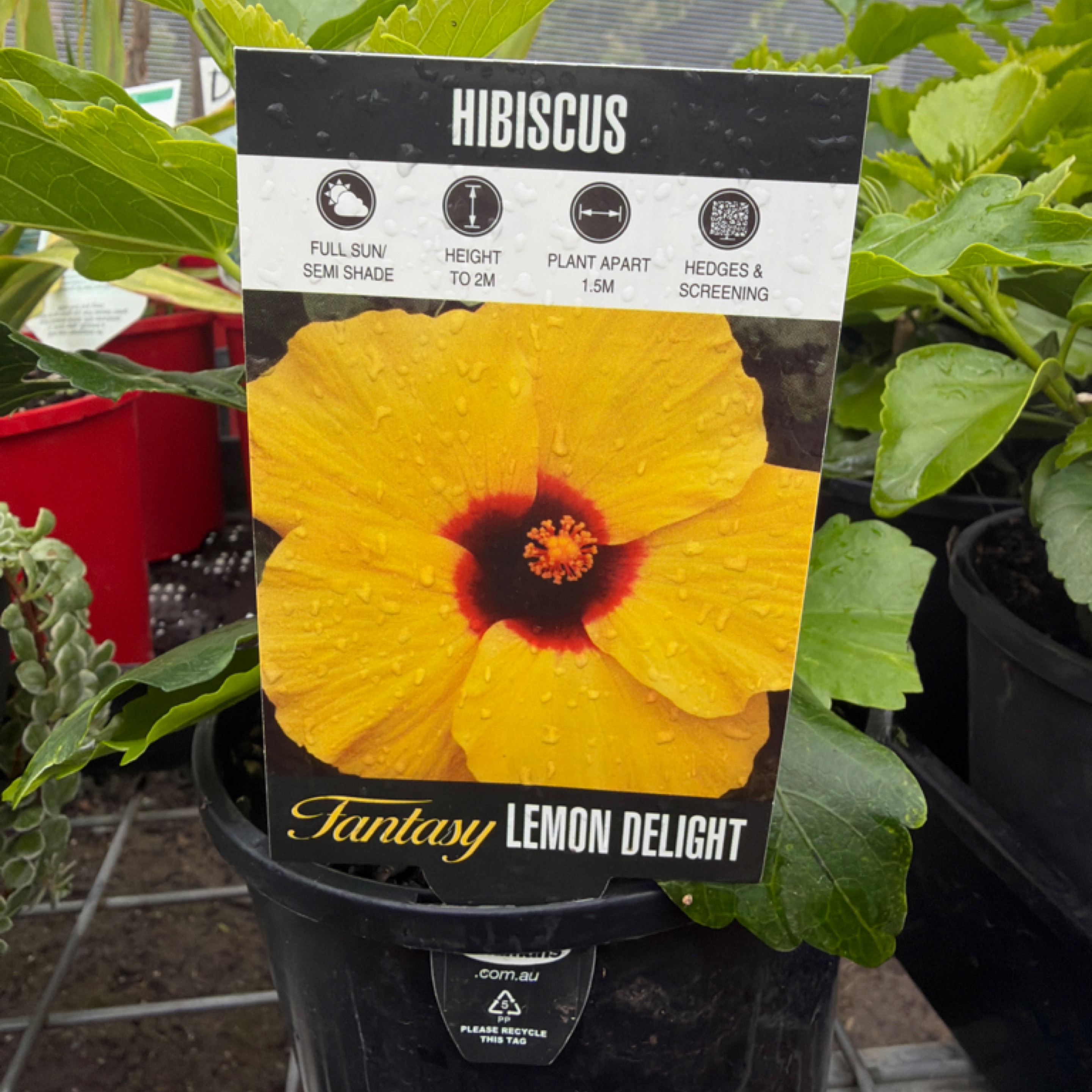 Hibiscus Fantasy Lemon Delight