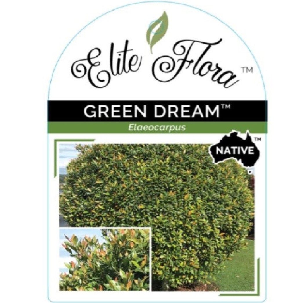 Elaeocarpus 'Green Dream' PBR