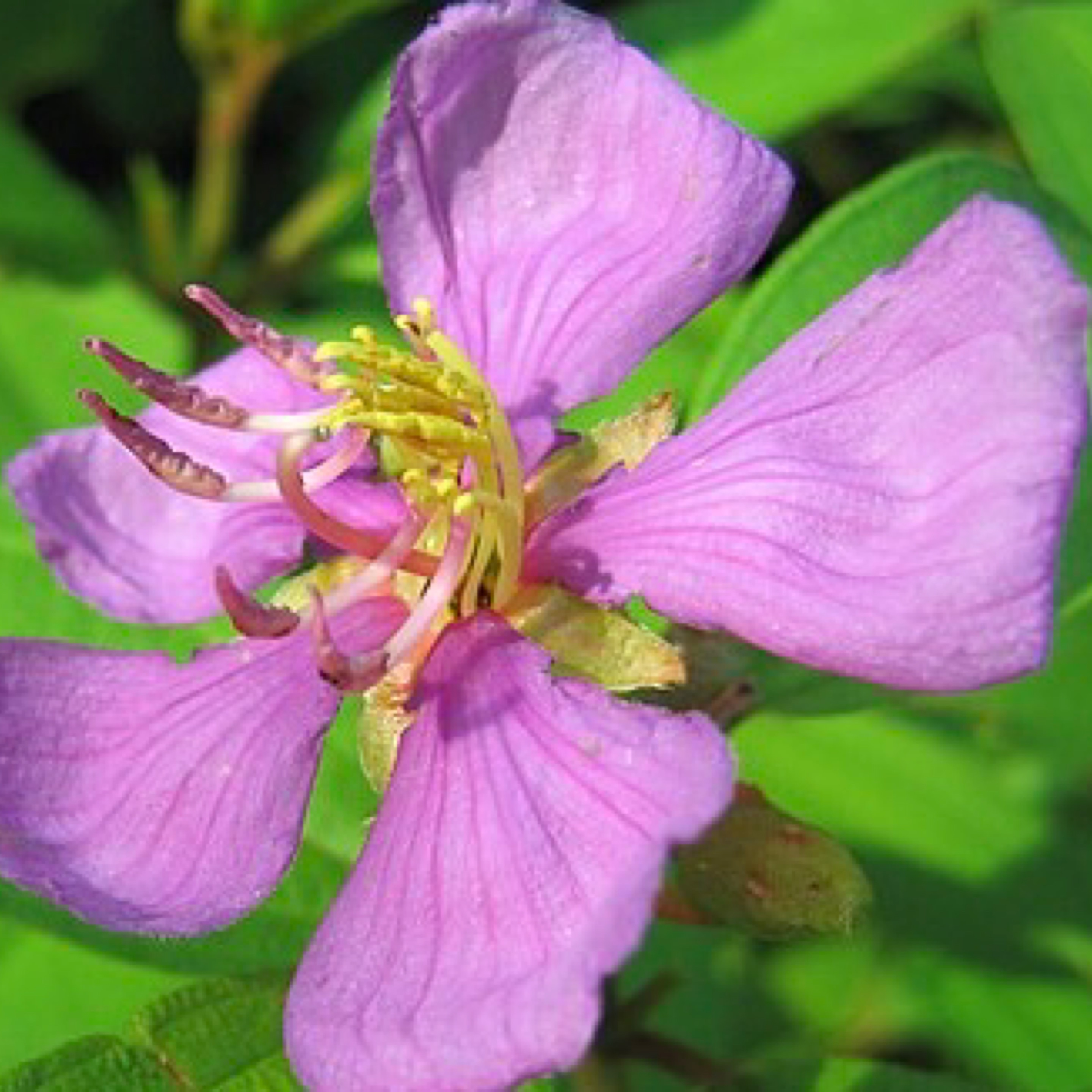 Melastoma malabathricum – Native Lasiandra