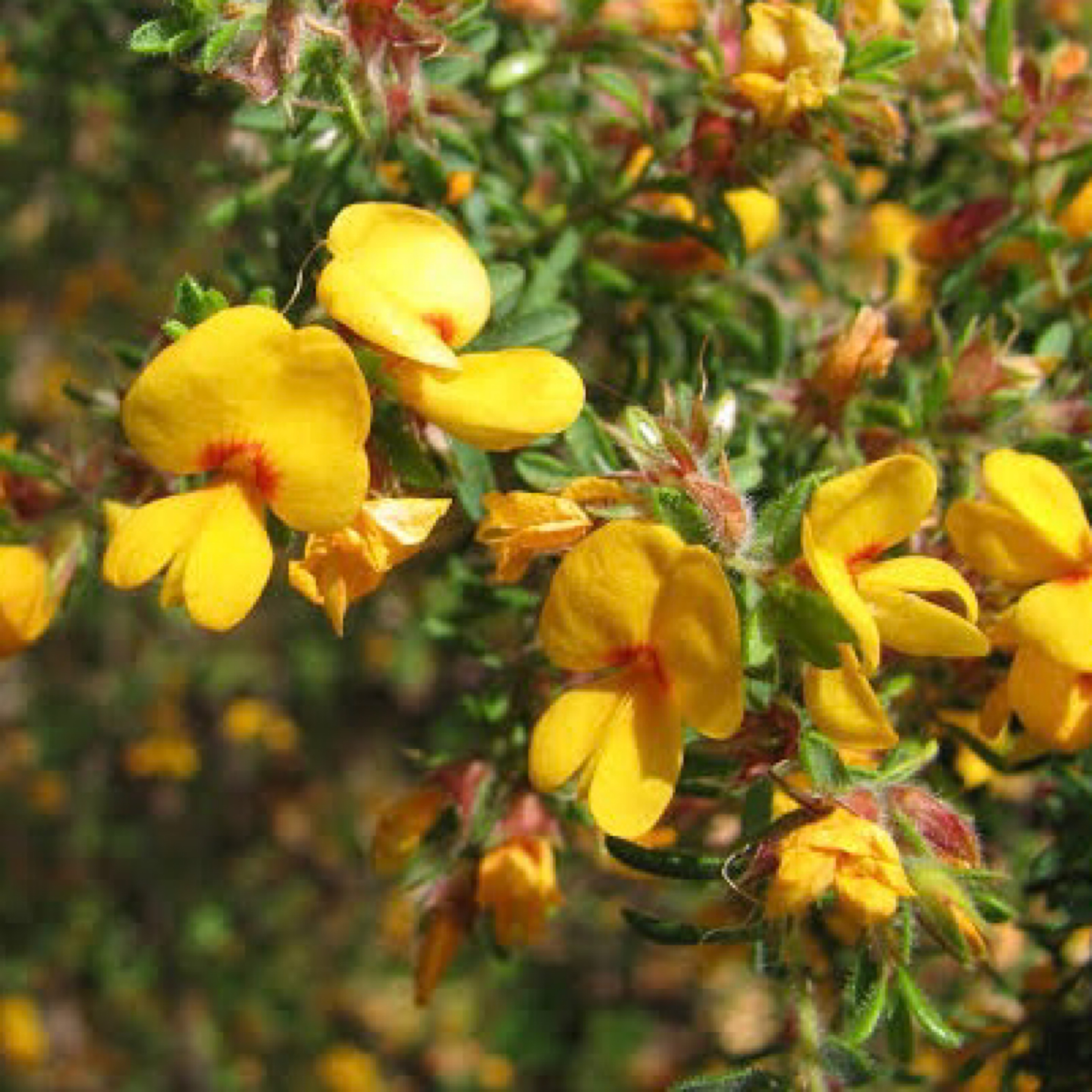 Pultenaea villosa – Hairy Bush Pea-tube