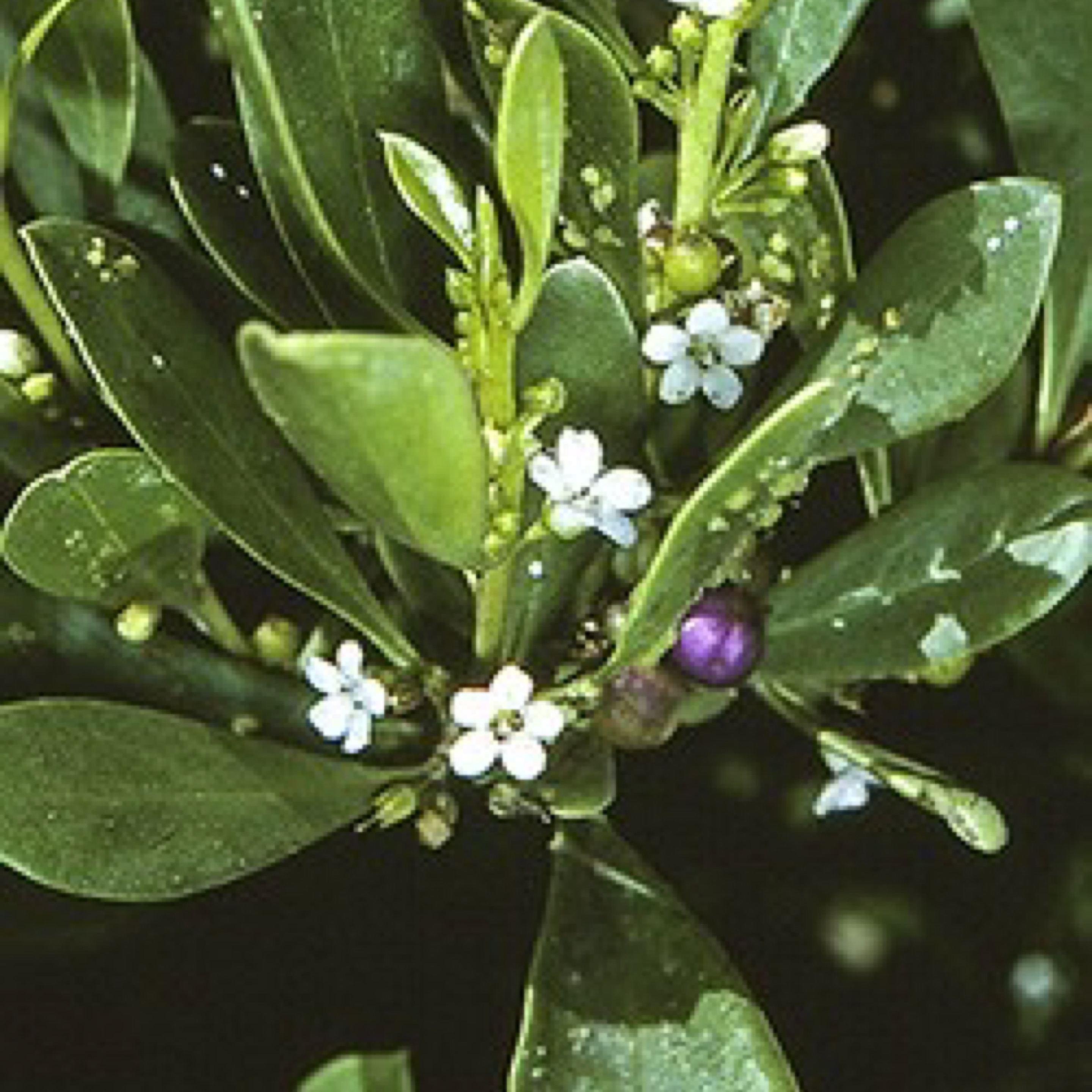 Myoporum boninense – Coastal Boobialla-105mm