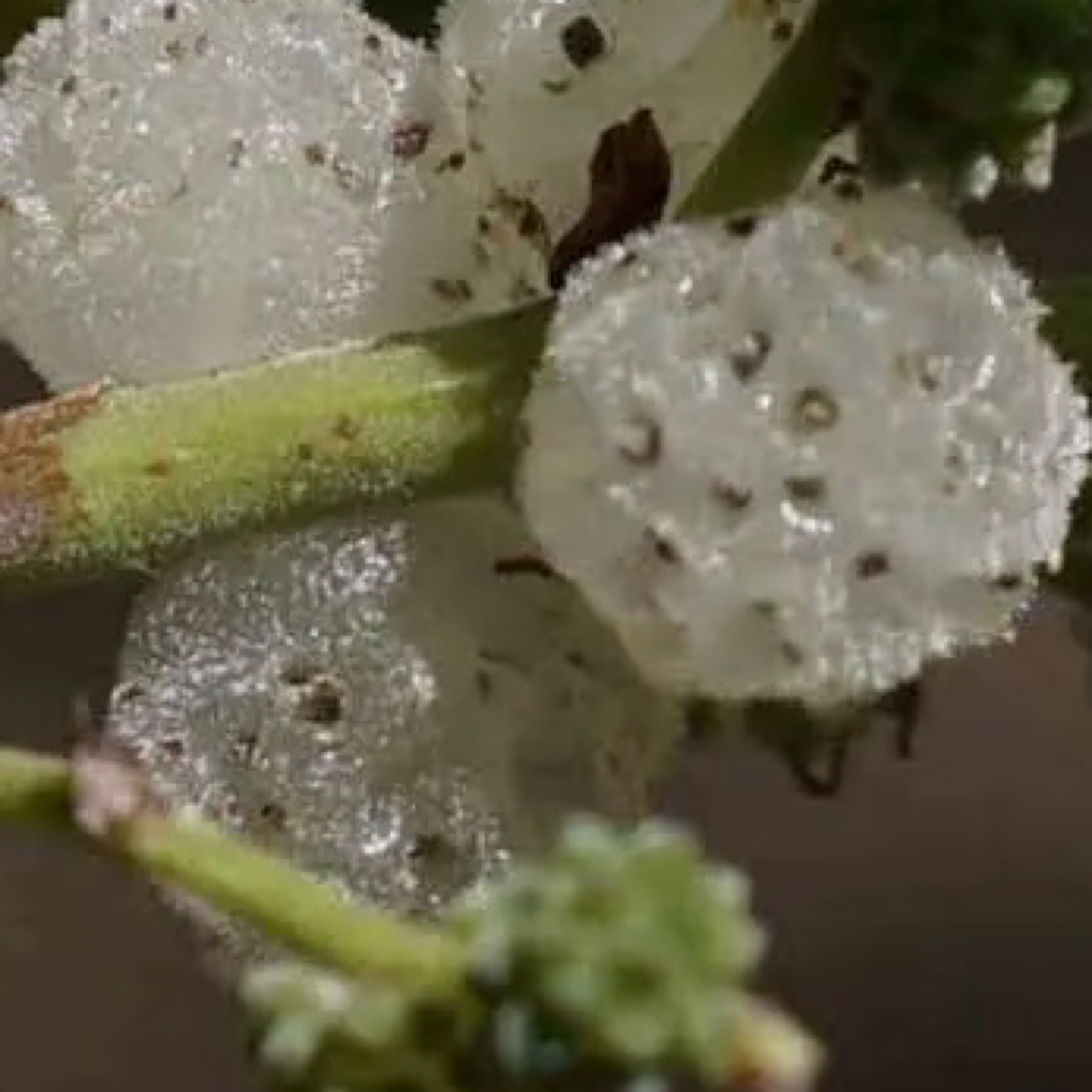 Pipturus argenteus – Native Mulberry-tube