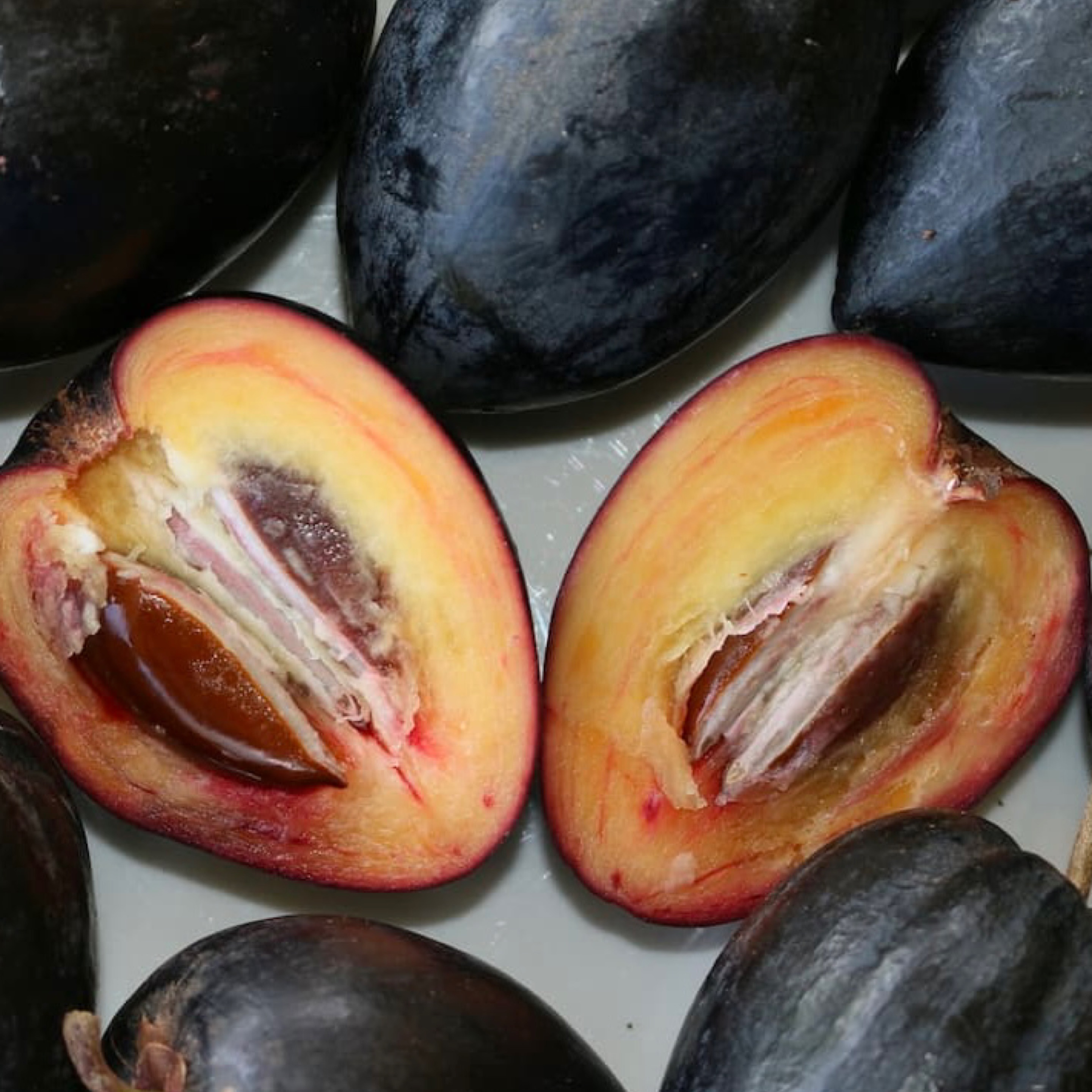 Pouteria australis – Black Apple-tube