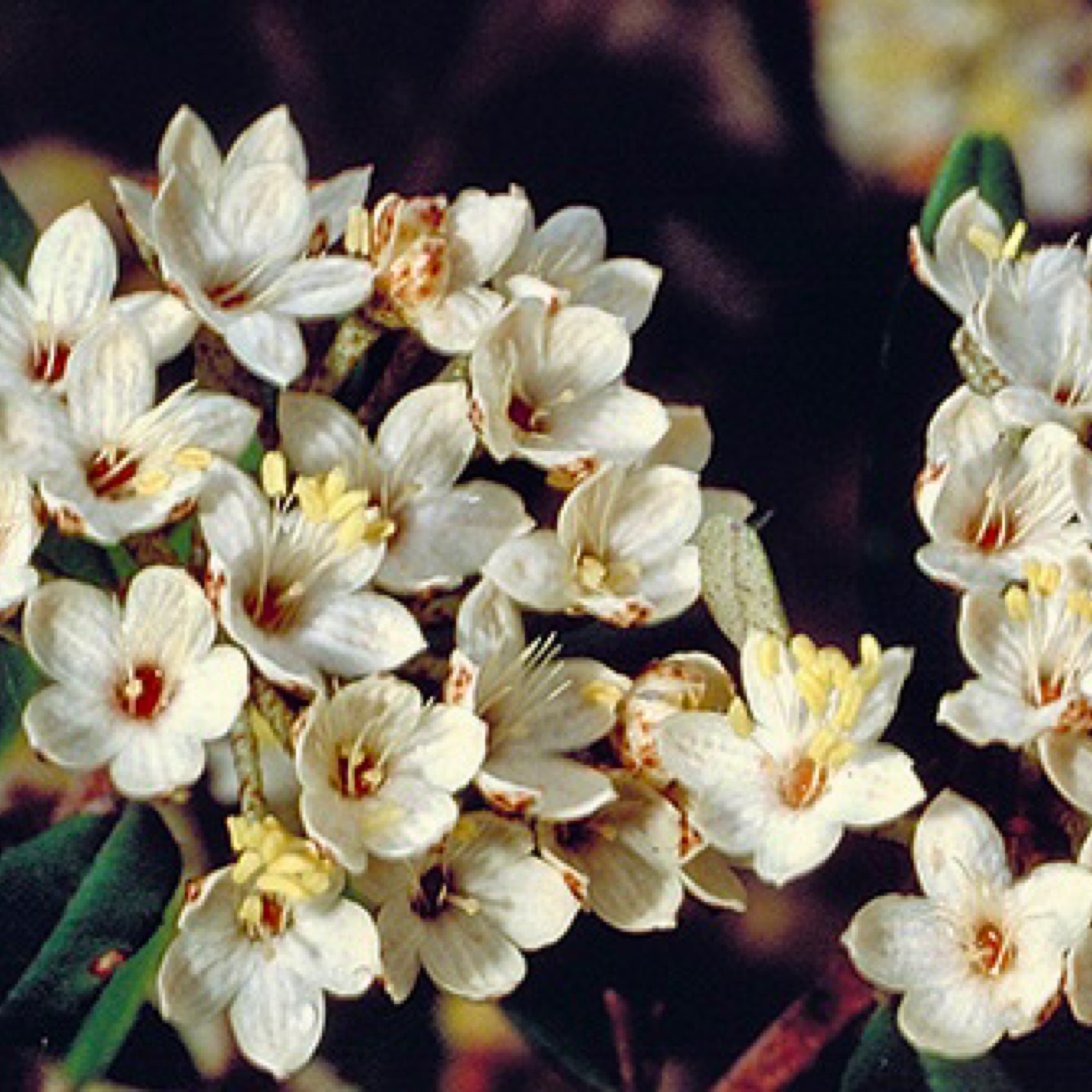 Phebalium woombye – Wallum Phebalium-tube