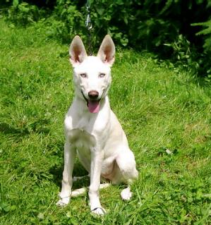 Paula labrador goldstück, pflegefamilie hu¨mmel. Podenco-Husky-Mix - Aisha, (HÃ¼ndin) - Zuhause gefunden