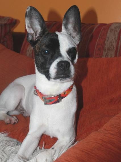 An employee identification number (ein) is an important form of identification for businesses. FranzÃ¶sische Bulldogge - Pinscher Mischling - Connor