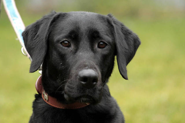 Der markt ist voll und gar nicht so leicht zu durchschauen. Labrador-Deutsch Kurzhaar-Mix - Bounty, (HÃ¼ndin) - Zuhause