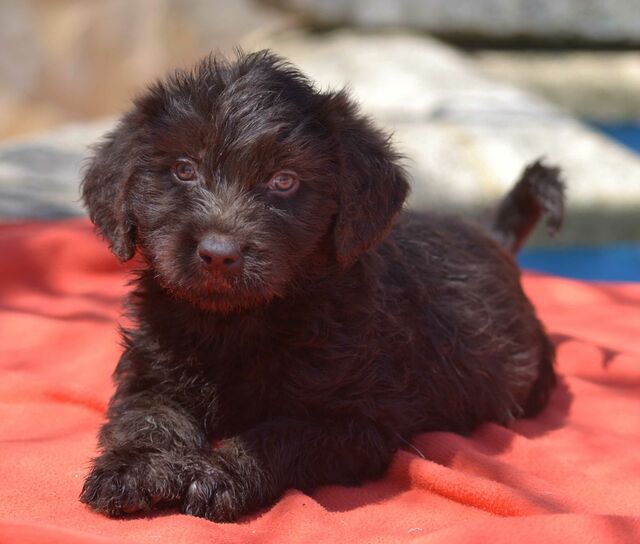 pix Perro De Agua Con Labrador labrador perro de agua mix mason welpe rude zuhause gefunden franz von assisi hundenothilfe e v happy ends archiv von zergportal de