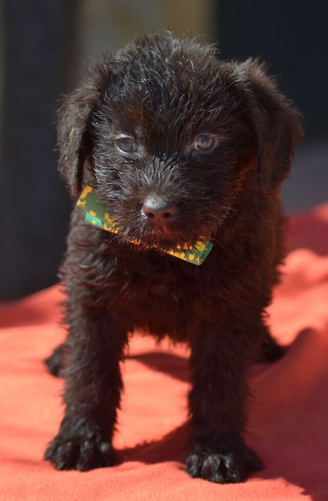 pics Perro De Agua Con Labrador labrador perro de agua mix alex welpe rude zuhause gefunden franz von assisi hundenothilfe e v happy ends archiv von zergportal de