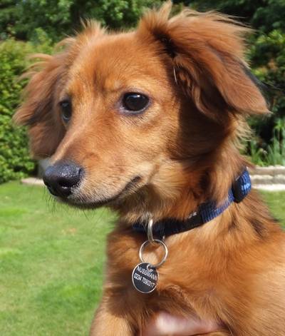 Der teckel, dackel, dachshund on amazon.com. Dackel-Chihuahua-Mix - Carl-Gustav, (Welpe(n)) - Zuhause