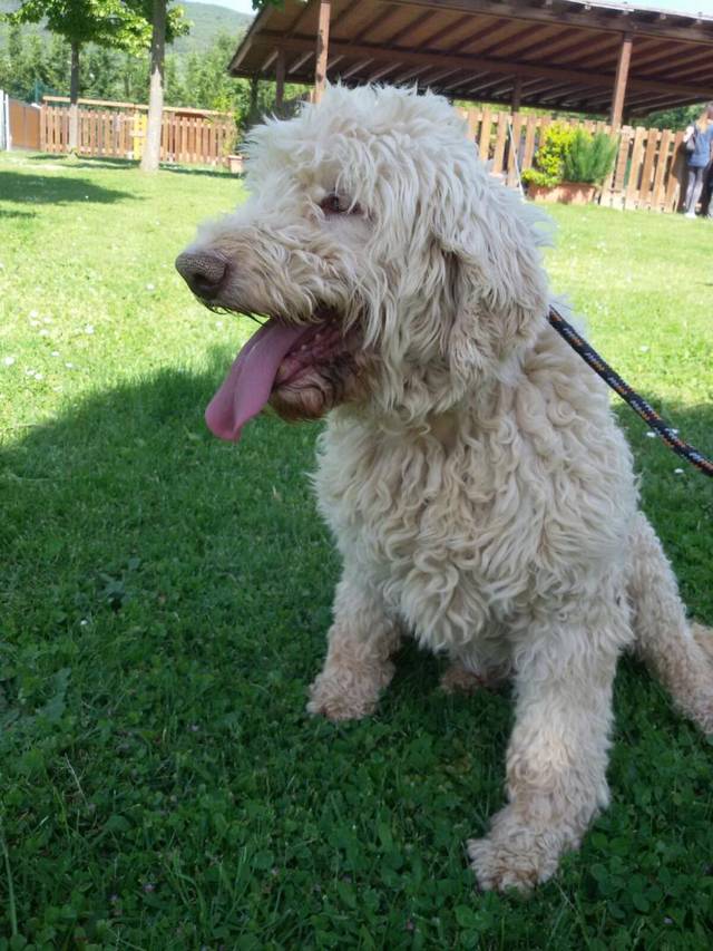 Lagotto romagnolo ✓ alle infos bei uns über die rasse, charakter, zucht, welpen, pflege,. Lagotto Romagnolo (HÃ¼ndin) - Salina sucht ein Zuhause
