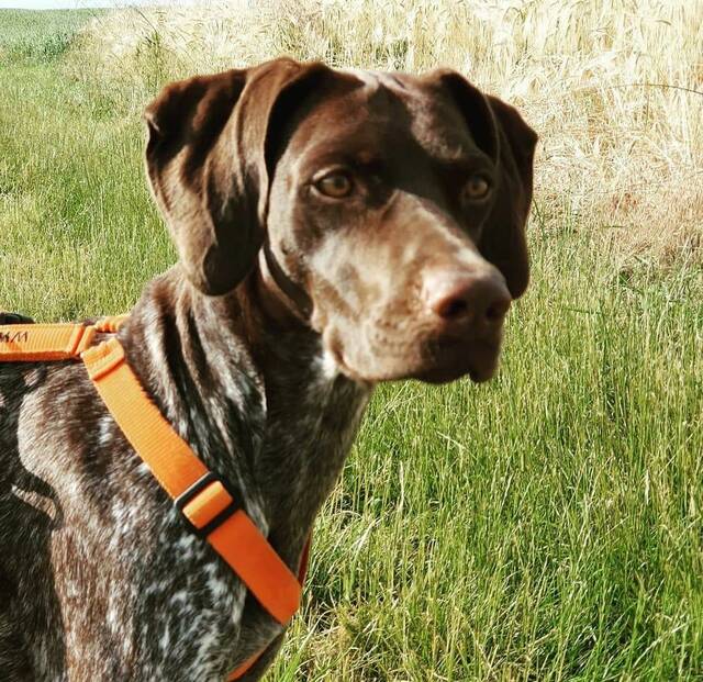 Sie ist vom wesen her sehr lieb und möchte gefallen. Anastasia (Braque francais (Mix?) geb. ca. 05/2018) von