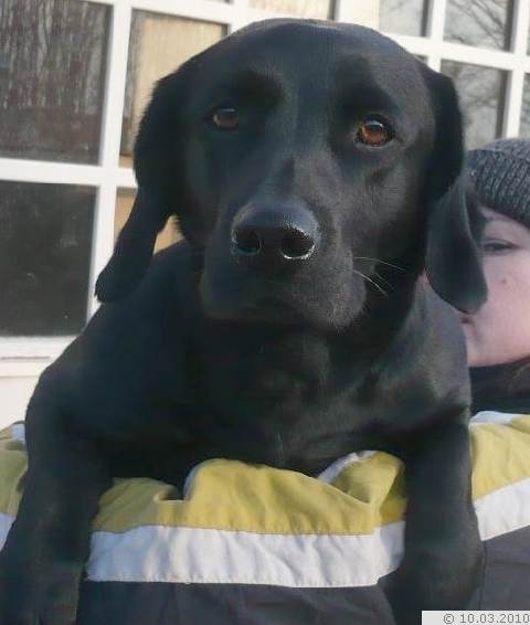 An official website of the united states government applying for an employer identification number (ein) is a free service. Labrador/Dackel Mischling - Creola, (HÃ¼ndin) - Zuhause