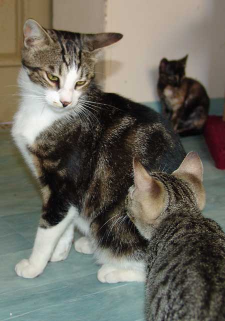 Oase im herzen von felgeleben:diese . Max, Katze EKH-Katze (mÃ¤nnlich) sucht ein Zuhause