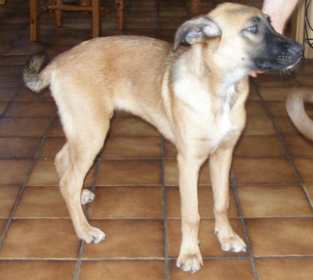 Wenn du dich für einen unserer hunde interessierst, kannst du hier eine adoption anfragen. griechischer SchÃ¤ferhund-Mix - Lisa, (Welpe(n)) - Zuhause