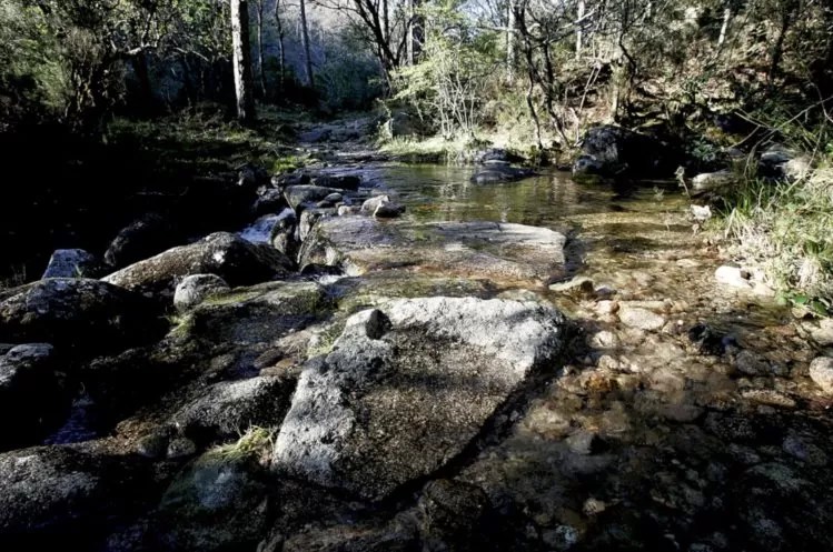 Público – Associações Zero e Fapas pedem mais áreas para vida selvagem em Portugal