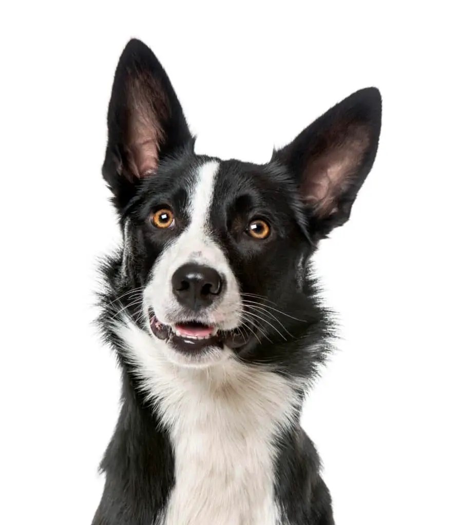 Notre chien OUCHKA, par son flair, peut les détecter en quelques minutes les punaises de lit