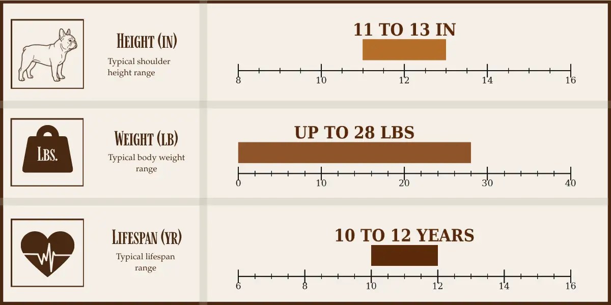 French Bulldog height, weight, and lifespan chart