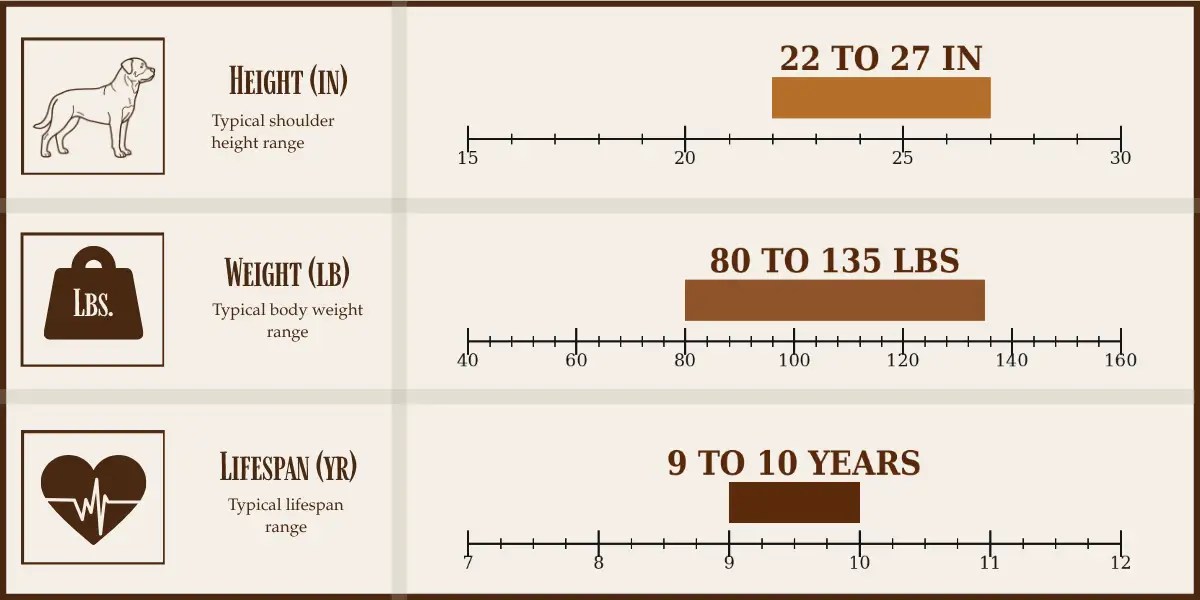 Rottweiler height, weight, and lifespan chart