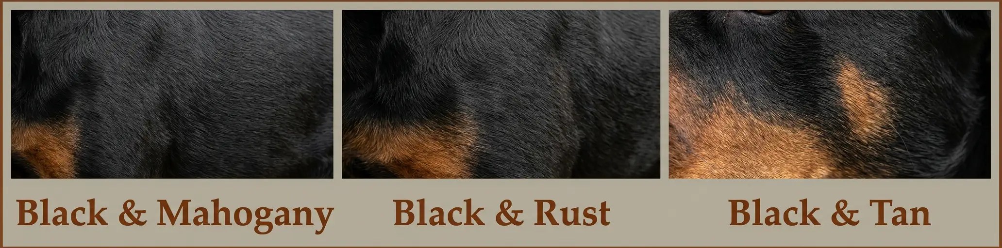 Rottweiler coat color palette showing breed coat color examples