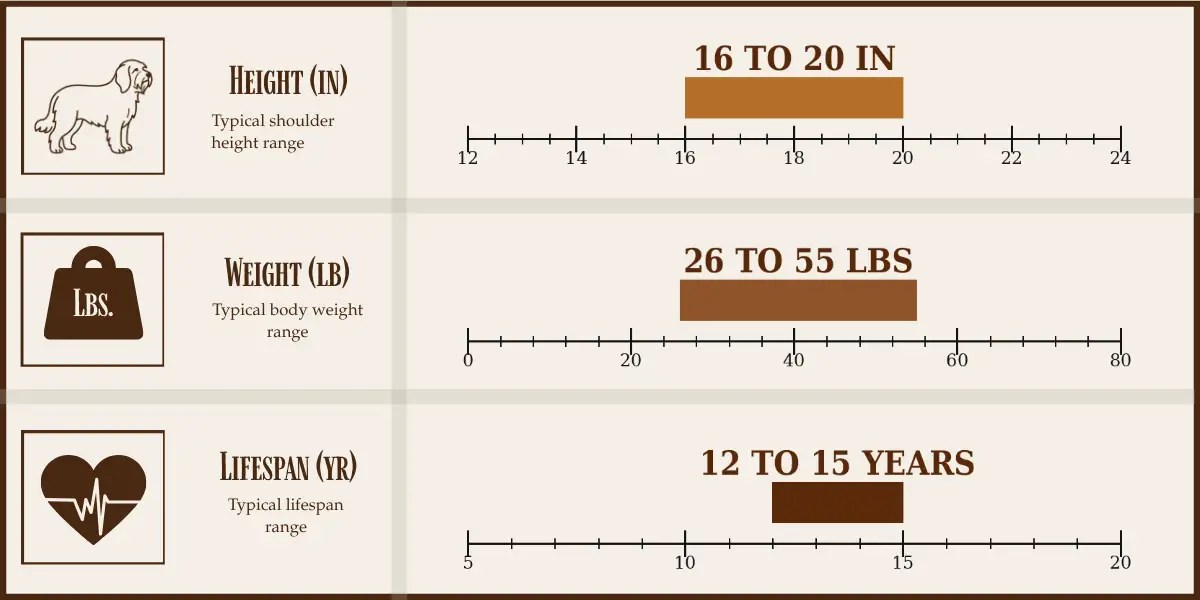 Schapendoes height, weight, and lifespan chart
