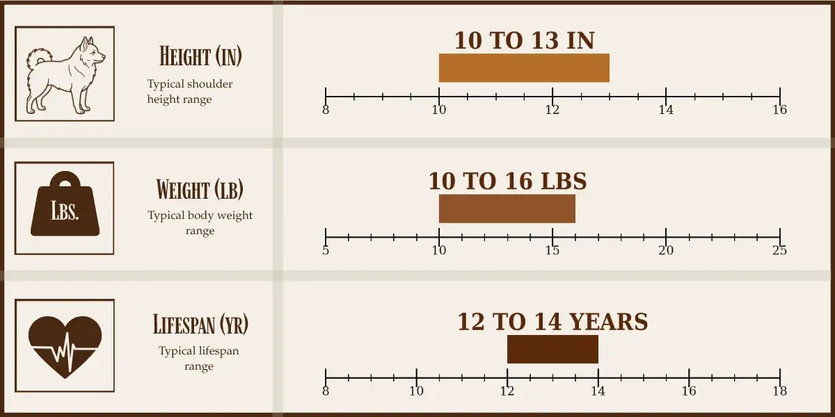 Schipperke height, weight, and lifespan chart