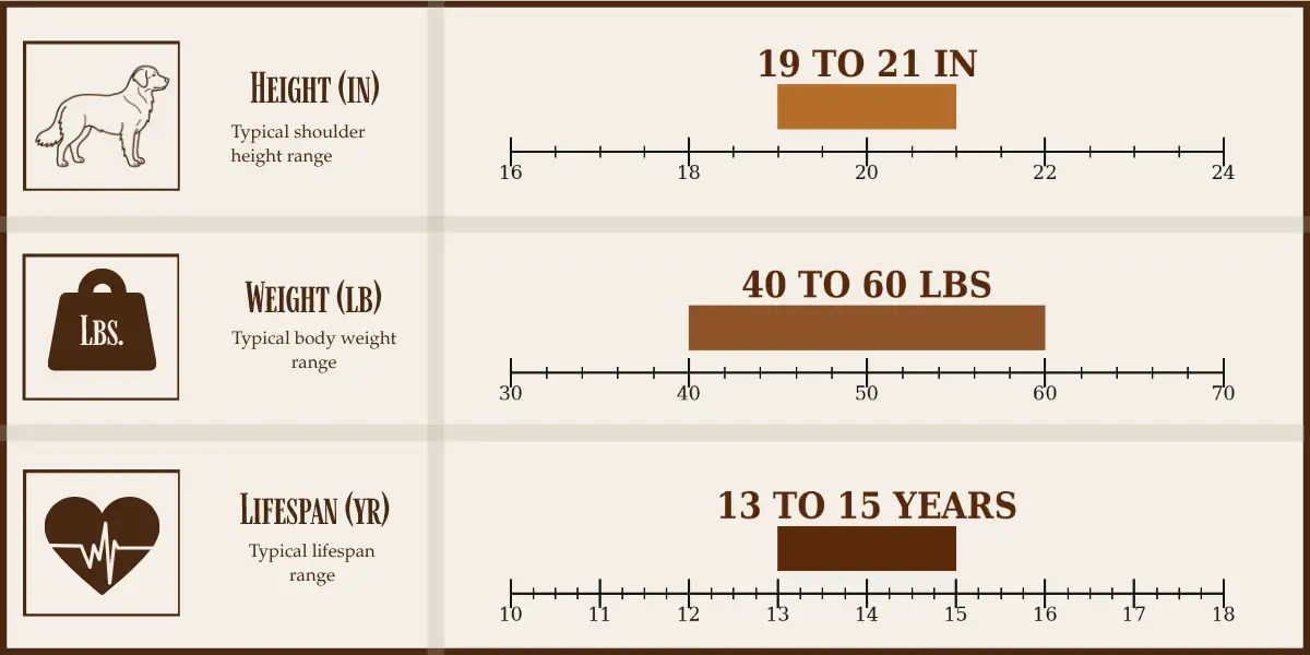 Stabyhoun height, weight, and lifespan chart
