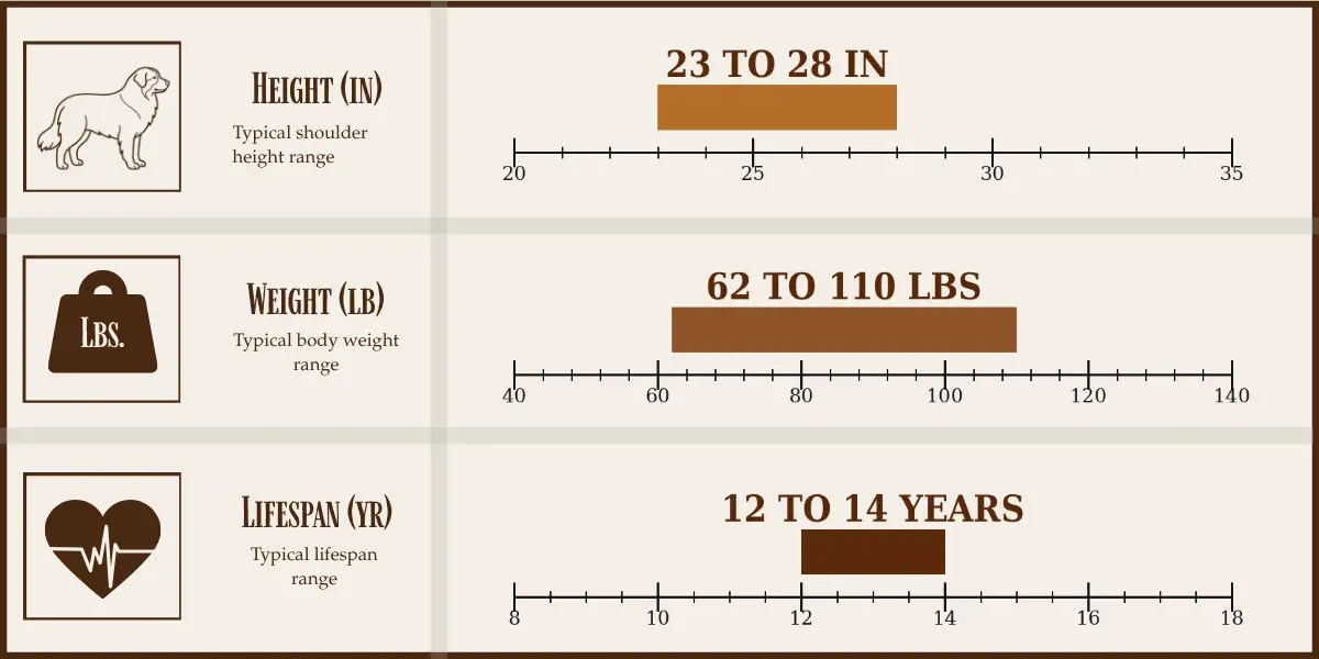 Tornjak height, weight, and lifespan chart