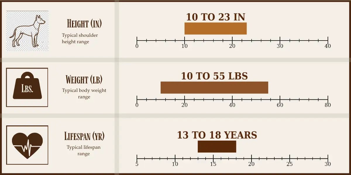 Xoloitzcuintli height, weight, and lifespan chart