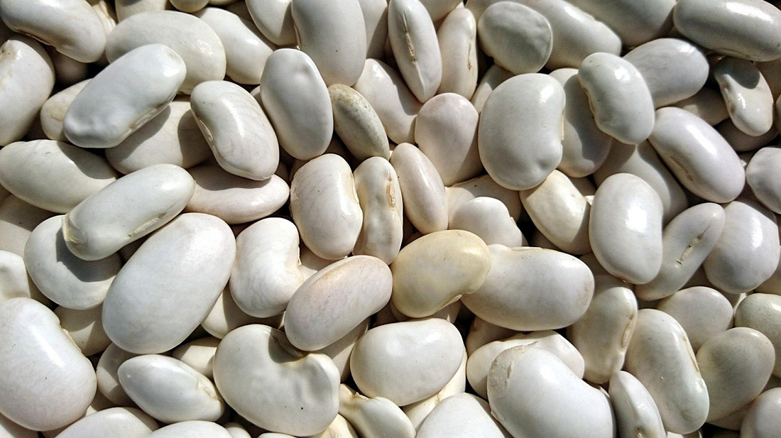 Fehérbab