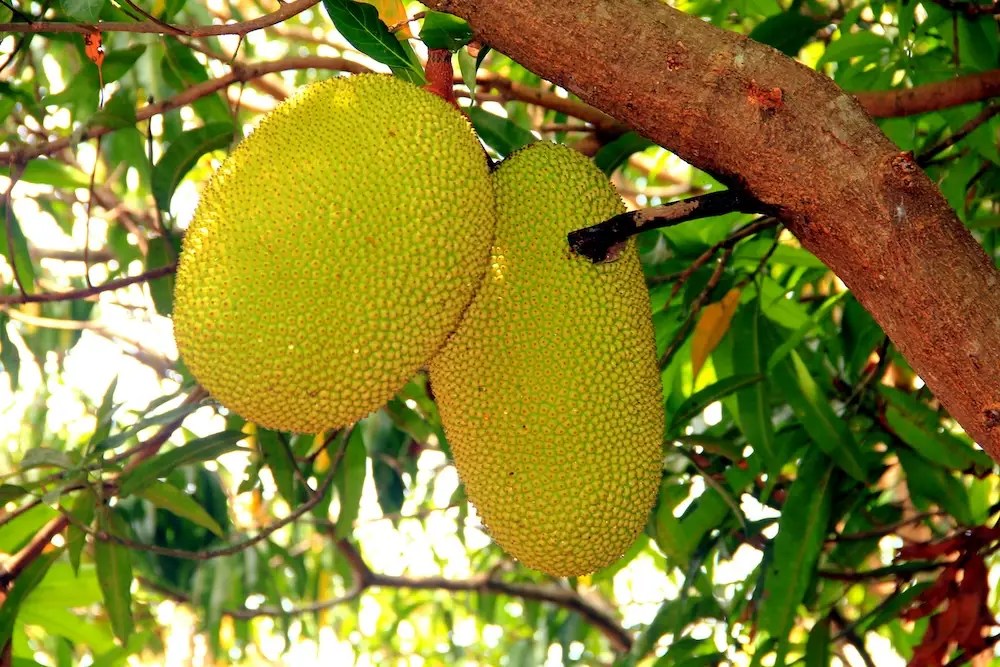 two large young jackfruit growing on trees