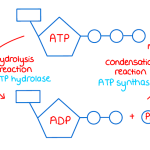 a diagram of ATP synthesis and hydrolysis for A-level biology