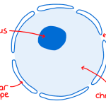 a diagram of a nucleus for A-level biology