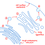 a diagram of extracellular protein production for A-level biology