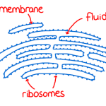 a diagram of the rough endoplasmic reticulum (RER) for A-level biology